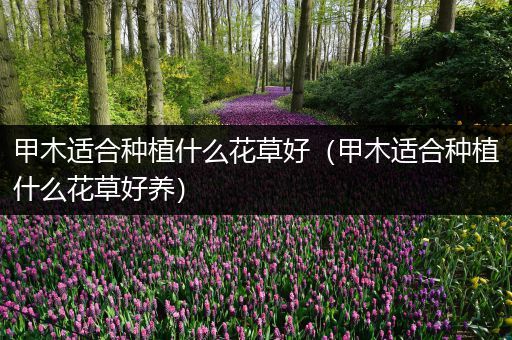 甲木适合种植什么花草好（甲木适合种植什么花草好养）
