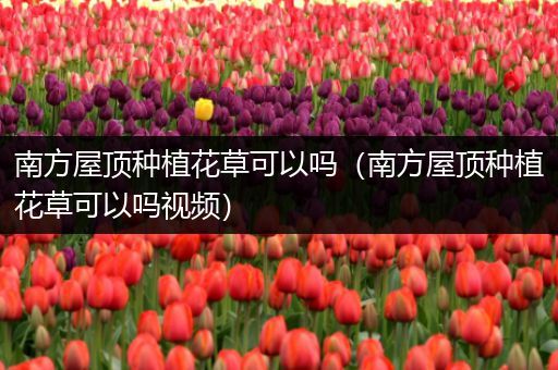 南方屋顶种植花草可以吗（南方屋顶种植花草可以吗视频）