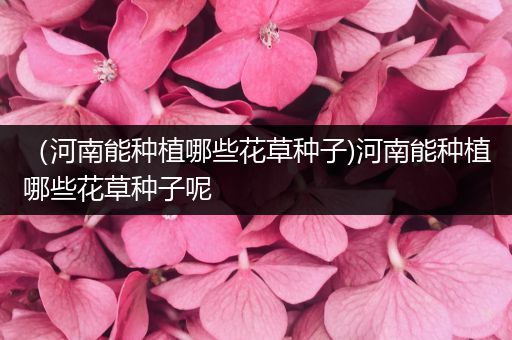 （河南能种植哪些花草种子)河南能种植哪些花草种子呢
