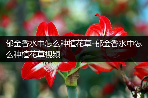 郁金香水中怎么种植花草-郁金香水中怎么种植花草视频