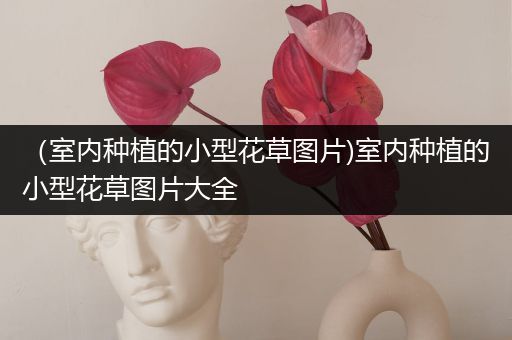 （室内种植的小型花草图片)室内种植的小型花草图片大全