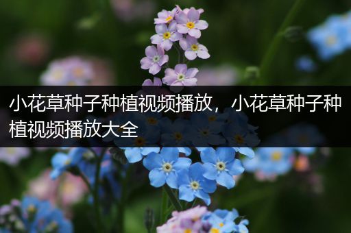 小花草种子种植视频播放，小花草种子种植视频播放大全