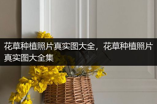 花草种植照片真实图大全，花草种植照片真实图大全集