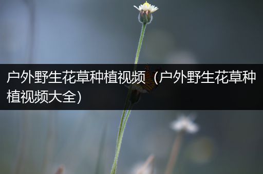 户外野生花草种植视频（户外野生花草种植视频大全）