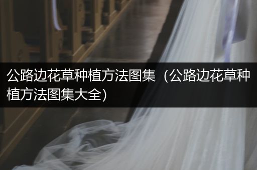 公路边花草种植方法图集（公路边花草种植方法图集大全）