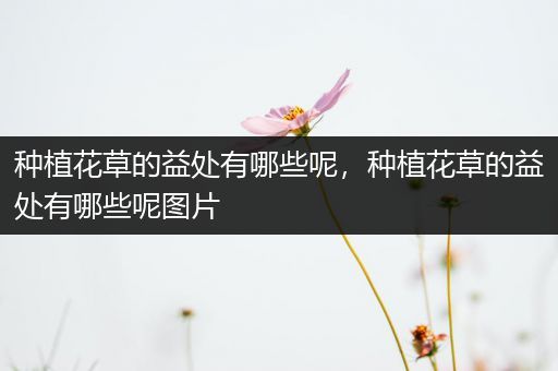 种植花草的益处有哪些呢，种植花草的益处有哪些呢图片