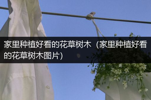 家里种植好看的花草树木（家里种植好看的花草树木图片）