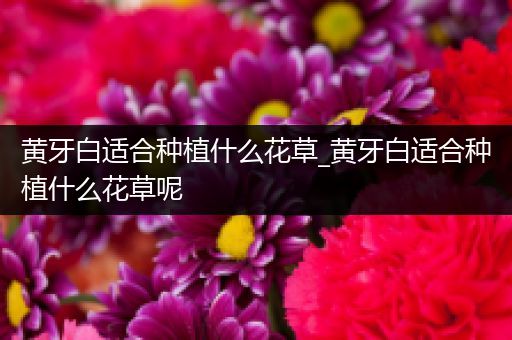 黄牙白适合种植什么花草_黄牙白适合种植什么花草呢