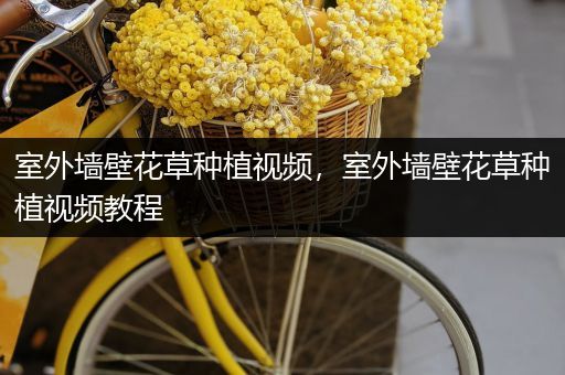 室外墙壁花草种植视频，室外墙壁花草种植视频教程