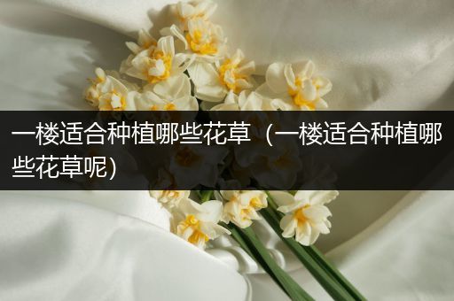 一楼适合种植哪些花草（一楼适合种植哪些花草呢）