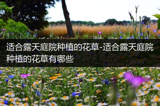适合露天庭院种植的花草-适合露天庭院种植的花草有哪些