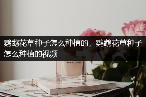 鹦鹉花草种子怎么种植的，鹦鹉花草种子怎么种植的视频