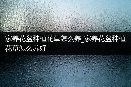 家养花盆种植花草怎么养_家养花盆种植花草怎么养好