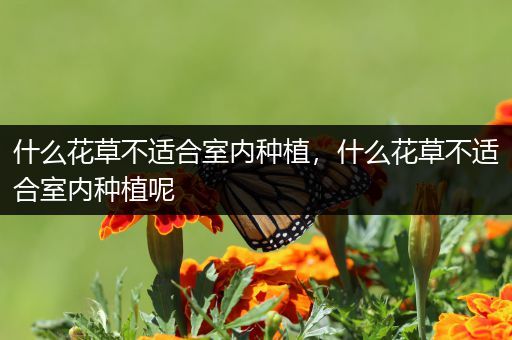 什么花草不适合室内种植，什么花草不适合室内种植呢