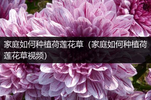 家庭如何种植荷莲花草（家庭如何种植荷莲花草视频）
