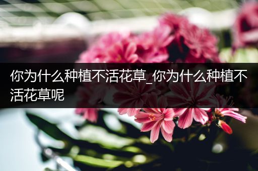 你为什么种植不活花草_你为什么种植不活花草呢