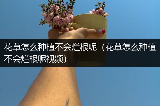 花草怎么种植不会烂根呢（花草怎么种植不会烂根呢视频）