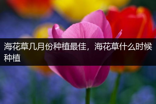 海花草几月份种植最佳，海花草什么时候种植