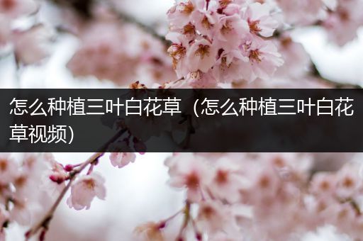 怎么种植三叶白花草（怎么种植三叶白花草视频）