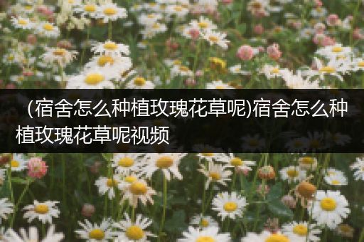 （宿舍怎么种植玫瑰花草呢)宿舍怎么种植玫瑰花草呢视频