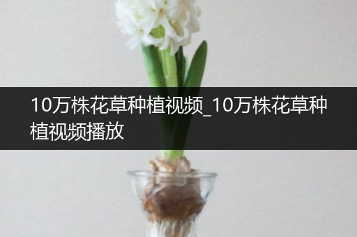 10万株花草种植视频_10万株花草种植视频播放