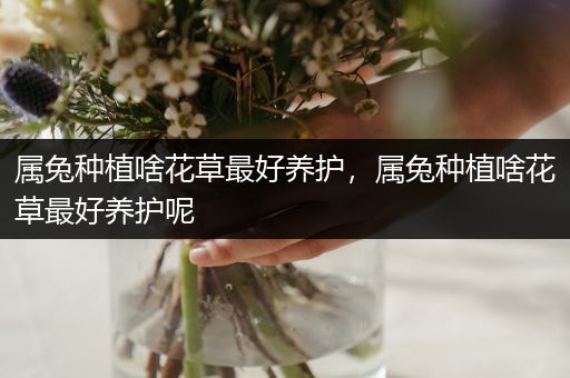 属兔种植啥花草最好养护，属兔种植啥花草最好养护呢