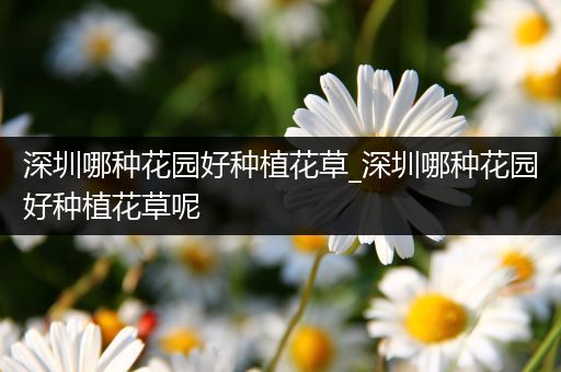深圳哪种花园好种植花草_深圳哪种花园好种植花草呢
