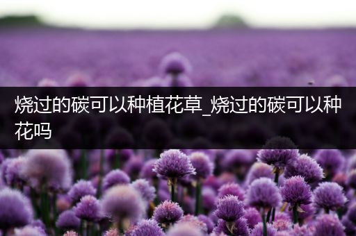 烧过的碳可以种植花草_烧过的碳可以种花吗