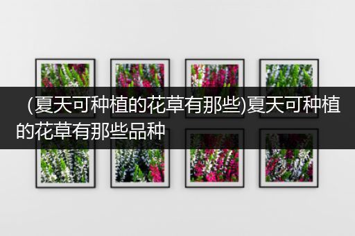 （夏天可种植的花草有那些)夏天可种植的花草有那些品种