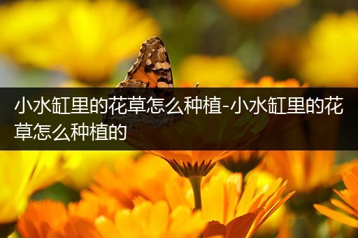 小水缸里的花草怎么种植-小水缸里的花草怎么种植的