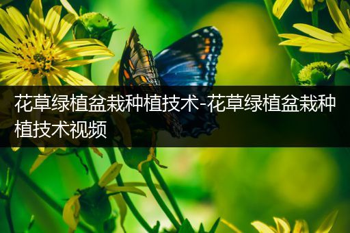 花草绿植盆栽种植技术-花草绿植盆栽种植技术视频
