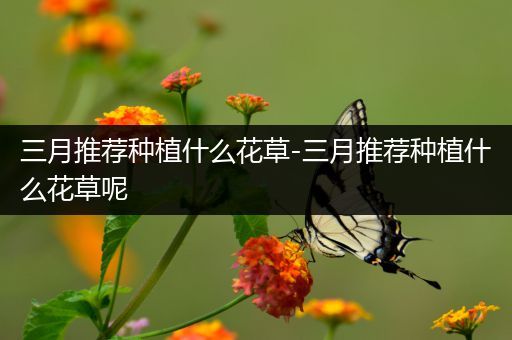 三月推荐种植什么花草-三月推荐种植什么花草呢