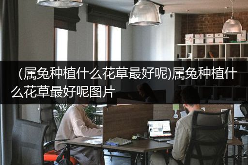 （属兔种植什么花草最好呢)属兔种植什么花草最好呢图片