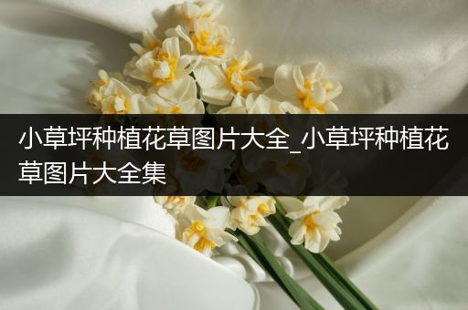 小草坪种植花草图片大全_小草坪种植花草图片大全集