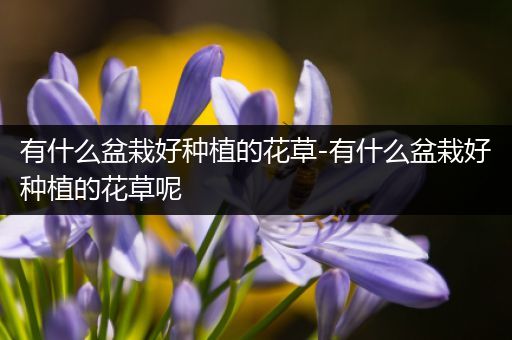 有什么盆栽好种植的花草-有什么盆栽好种植的花草呢