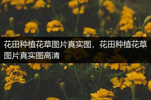 花田种植花草图片真实图，花田种植花草图片真实图高清