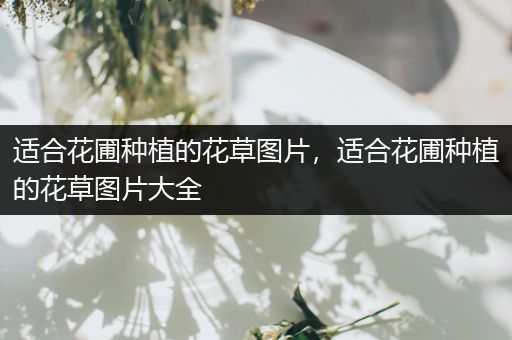 适合花圃种植的花草图片，适合花圃种植的花草图片大全