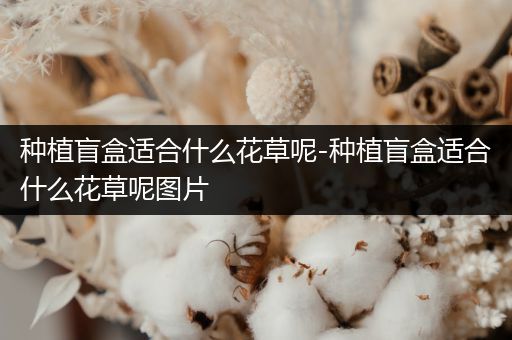 种植盲盒适合什么花草呢-种植盲盒适合什么花草呢图片