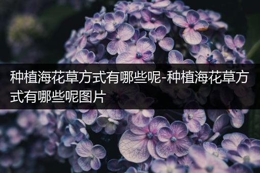 种植海花草方式有哪些呢-种植海花草方式有哪些呢图片