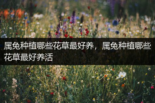 属兔种植哪些花草最好养，属兔种植哪些花草最好养活