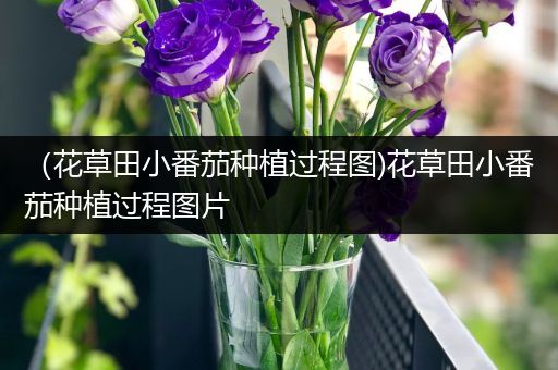 （花草田小番茄种植过程图)花草田小番茄种植过程图片