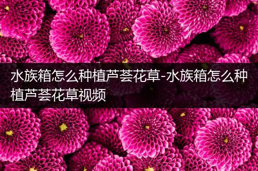 水族箱怎么种植芦荟花草-水族箱怎么种植芦荟花草视频