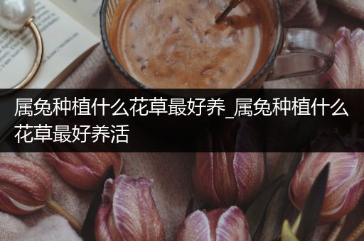 属兔种植什么花草最好养_属兔种植什么花草最好养活