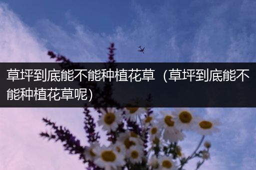 草坪到底能不能种植花草（草坪到底能不能种植花草呢）