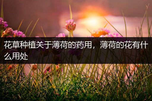花草种植关于薄荷的药用，薄荷的花有什么用处