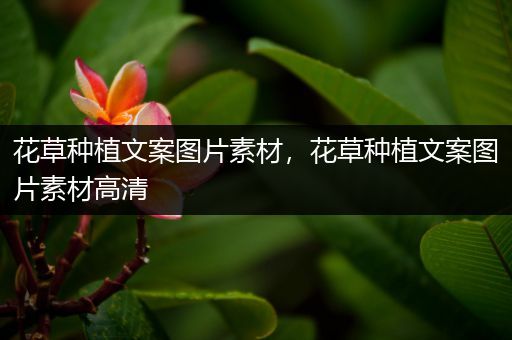 花草种植文案图片素材，花草种植文案图片素材高清