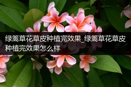 绿篱草花草皮种植完效果_绿篱草花草皮种植完效果怎么样