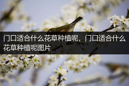 门口适合什么花草种植呢，门口适合什么花草种植呢图片