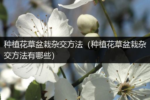 种植花草盆栽杂交方法（种植花草盆栽杂交方法有哪些）