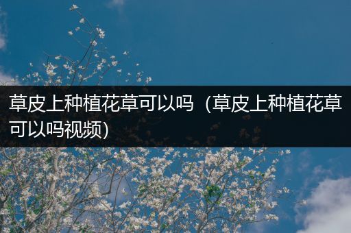 草皮上种植花草可以吗（草皮上种植花草可以吗视频）